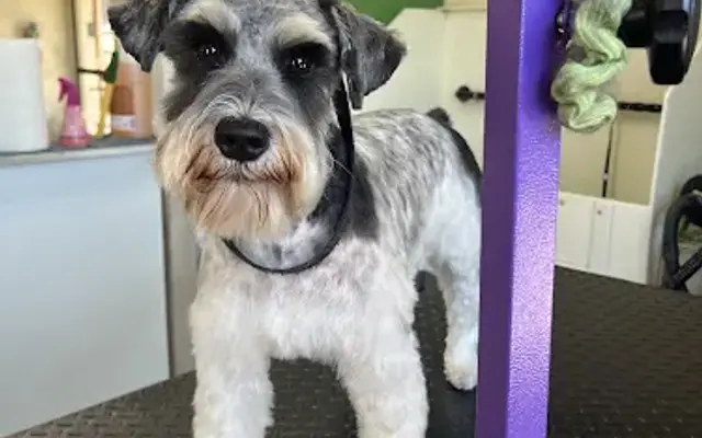 Ridge Grooming in Pacific Grove, CA