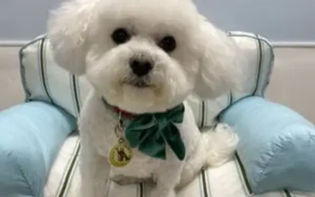 Canine Custom Cuts in Yorba Linda, CA