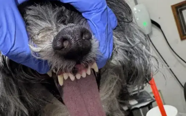 Alexzaida’s Grooming - Limpieza Dental Para Perros Pequeños Sin Anestesia - Grooming Profesional in Miami, FL