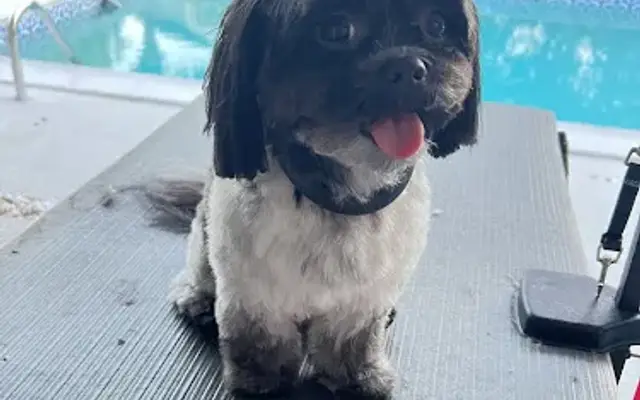 PAWfect ImPURRfections In-Home Grooming Services in Sarasota, FL