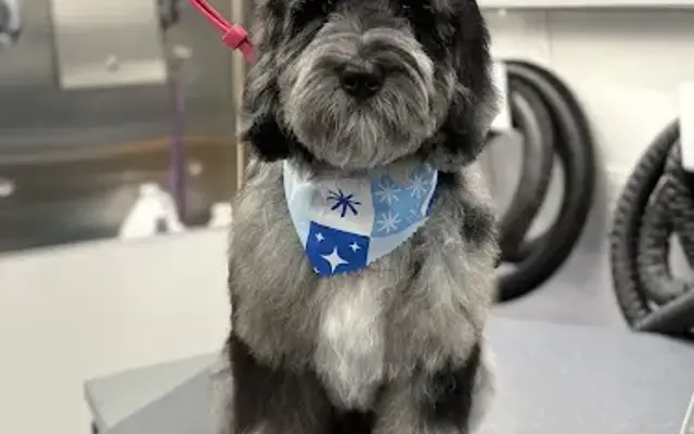 All Paws Grooming KC (mobile) in Kansas City, MO