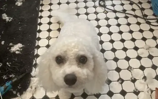 Average Jen’s house call dog grooming in Sarasota, FL