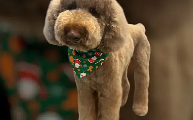 JM Pet Grooming LLC in Palm Bay, FL