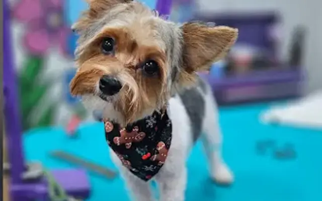 Groovy Grooming in Summerville, SC