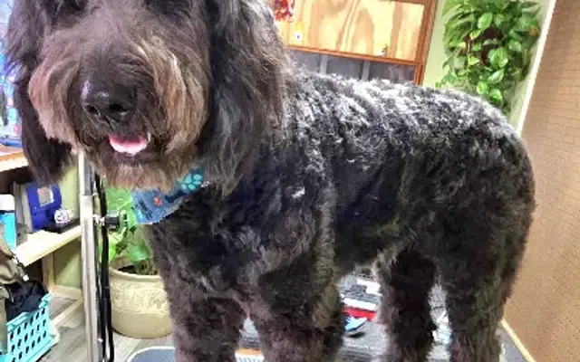 Hunter Terry Certified Professional Pet Groomer in Hartselle, AL