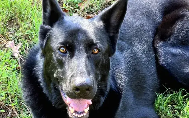 Camp Paradise Pet Resort in Conyers, GA