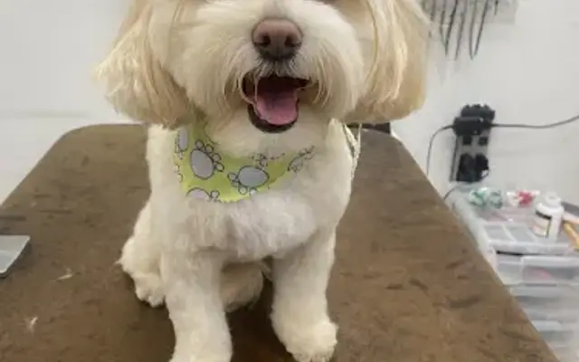 Esthefany PET grooming in Miami, FL