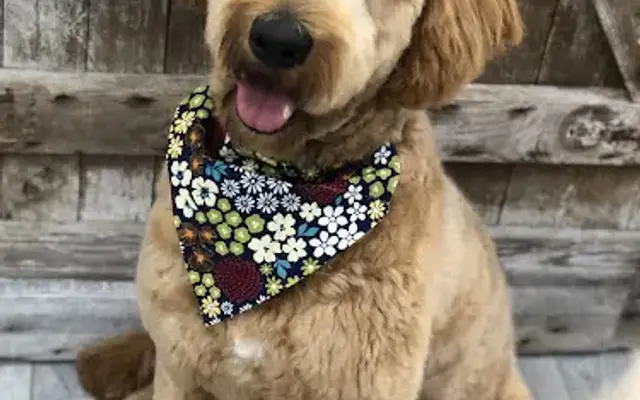 A Cut Above Pet Salon, INC. in Troy, IL