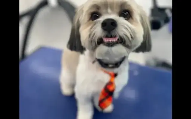 Thrifty Mobile Pet Grooming in San Mateo, CA