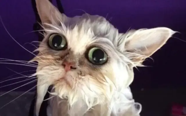 Mobile Pet Grooming in San Clemente, CA