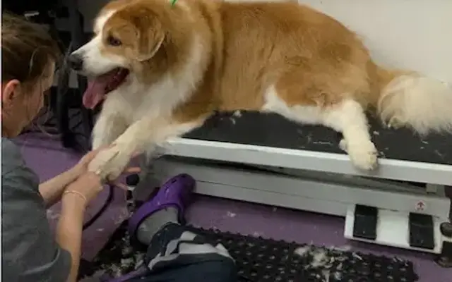 Nikole Cotter Grooming in Lake Orion, MI