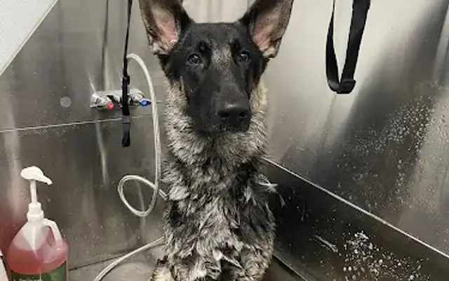 Royale Pet Services in Richmond, KY