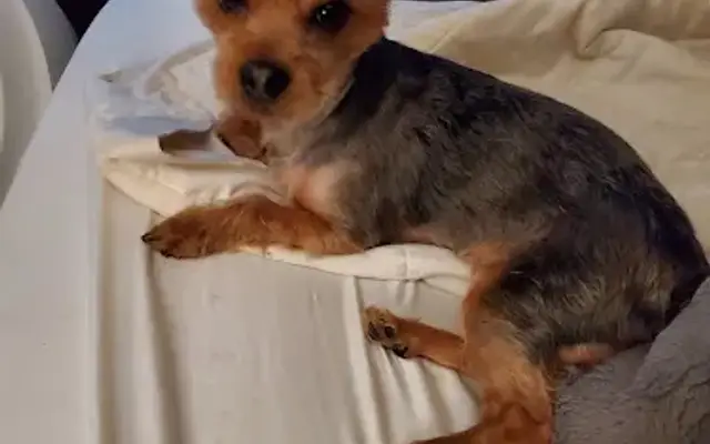 Gentle Pet Care Dog Grooming in Bowling Green, KY
