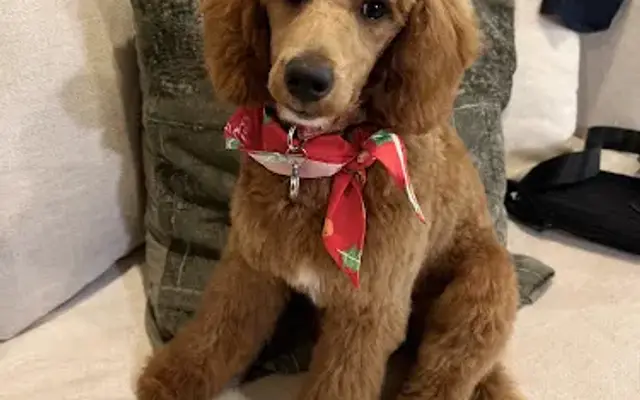 Cozy Paws Salon in Burke, VA