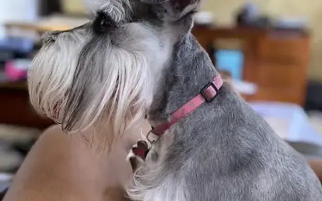 The Pet Set- Mobile Grooming Spa in Atlanta, GA
