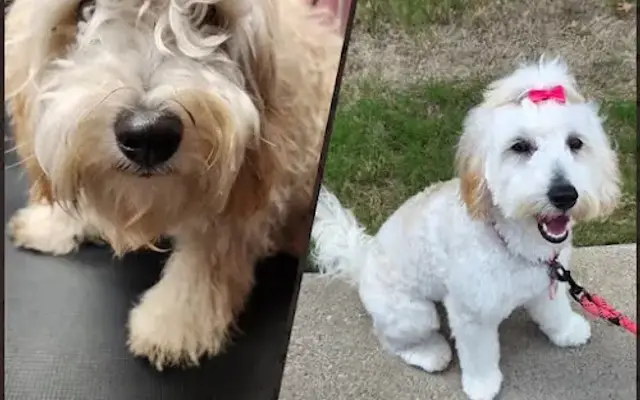 Paw Clips Dog Grooming in Haltom City, TX