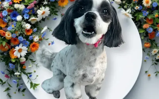 Shaggy Chic Pet Spa in Jacksonville, FL