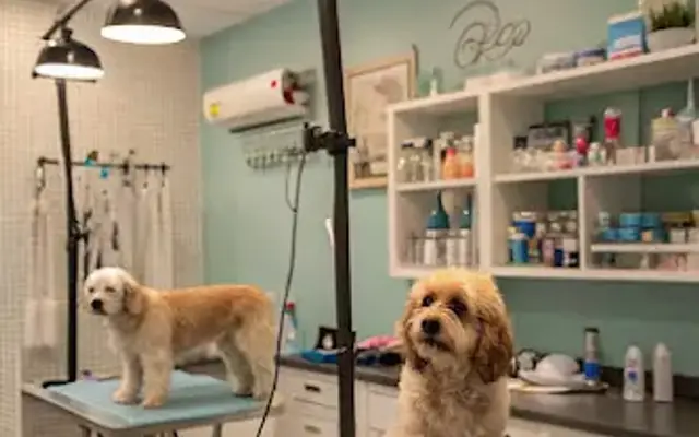 Pawtailyra in Houston, TX