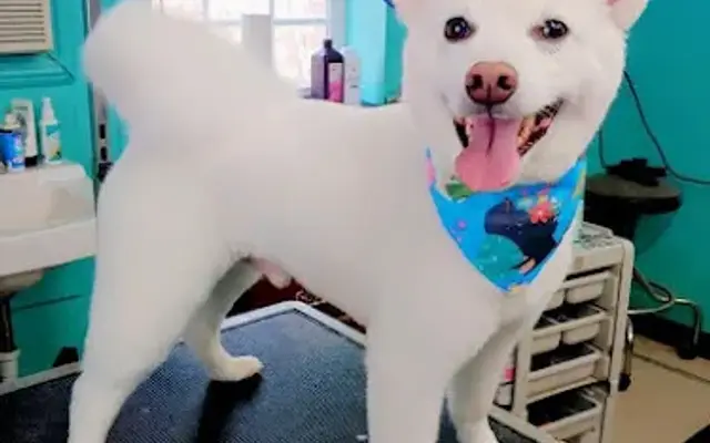 Brooke’s Beauty Barks in Mebane, NC