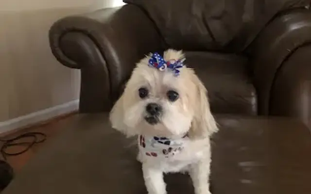 You Had Me At Woof in Hilton, NY