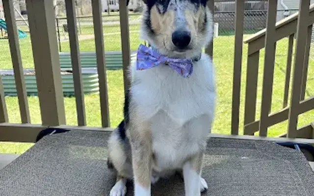 Lakeside Paws Pet Salon in Whitmore Lake, MI