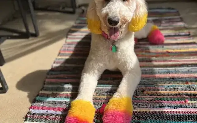 Four Paws Down Atlanta in Rex, GA