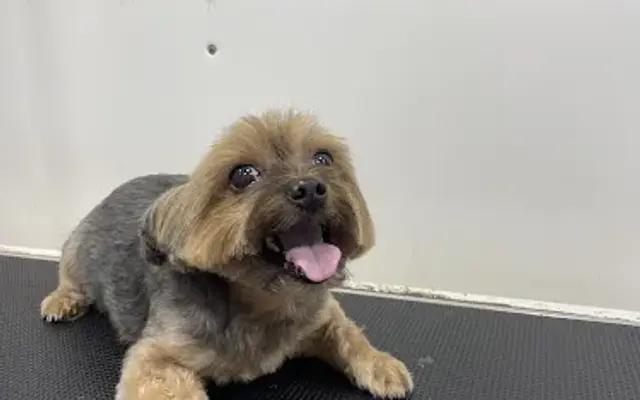 Family dog grooming in Miami, FL