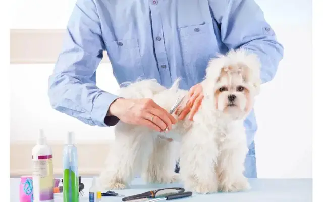 Dingo Pet Grooming in La Habra, CA