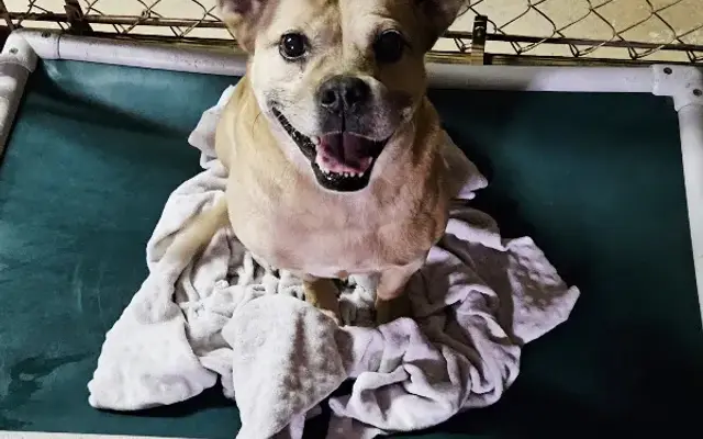 Countyline Bed & Biscuit, Boarding and Grooming in Blanchard, OK