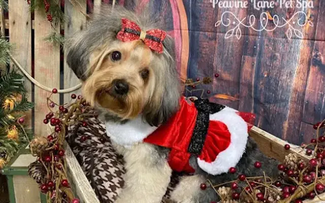 Peavine Lane Pet Spa in Fort Madison, IA