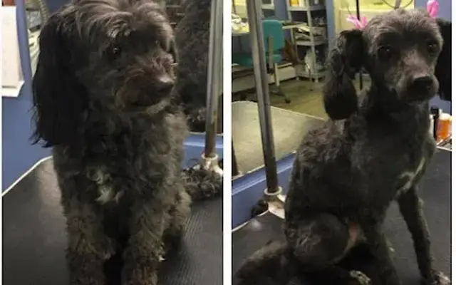 Lee's Dog Grooming in Columbus, NJ