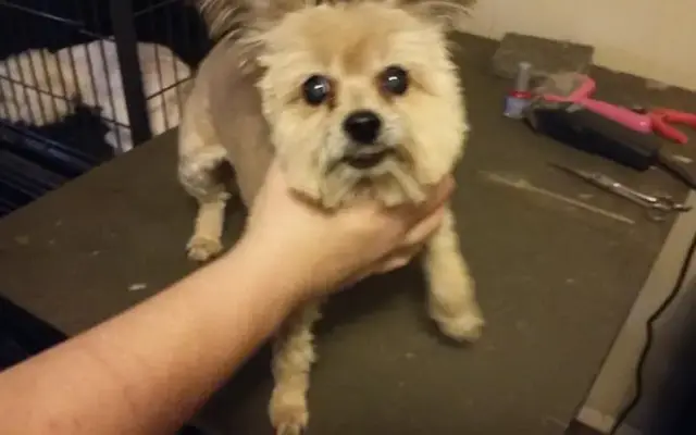 Pawsatively Heaven Pet Salon in Paris, TX