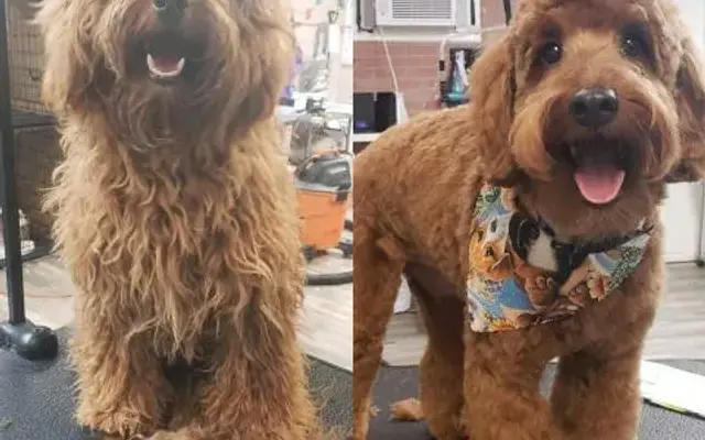 All Pets Grooming Salon in Orange Park, FL