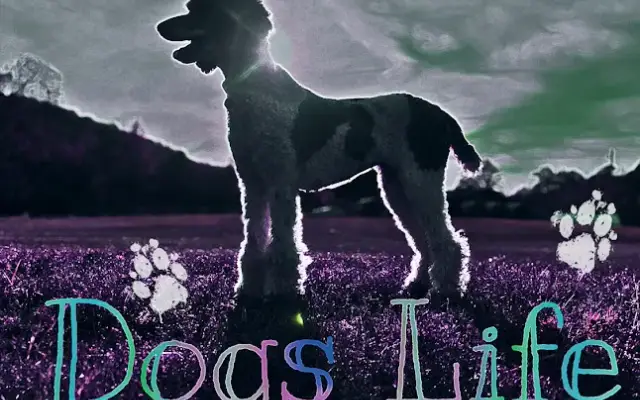 Dogs Life of Glenwood in Glenwood, AR