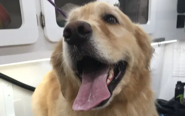 Mr. Groomer Mobile in San Jose, CA