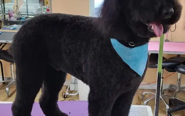 Jamie's Dog House Grooming in Sulphur Springs, TX