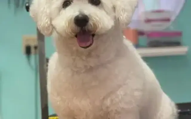 Doggy Stylez Pet Salon in Tucson, AZ