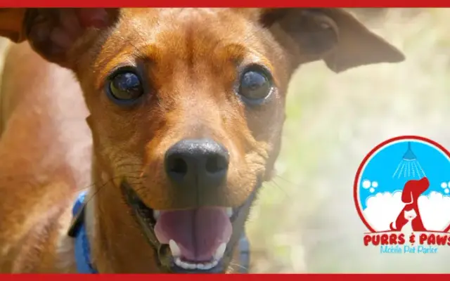 Doggy Stylz Mobile Pet Spa in Lancaster, SC