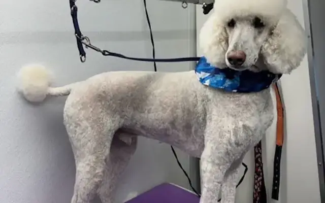 Zoomin Groomin in Patchogue, NY