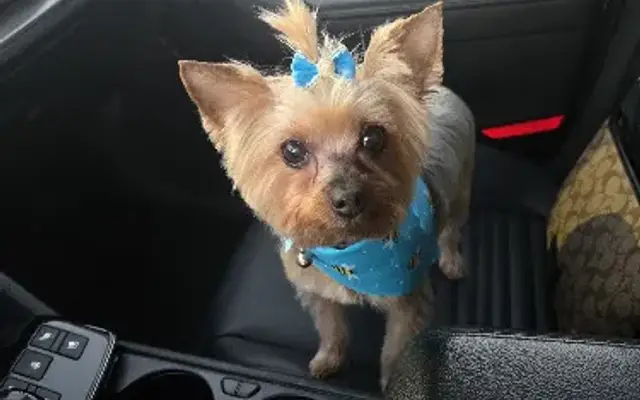 Pet Styles by Stacie in Ruskin, FL