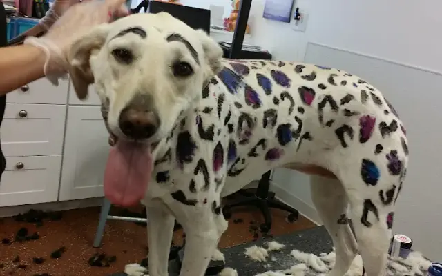 Anne's Doggy Spa LLC. in Columbia, IL