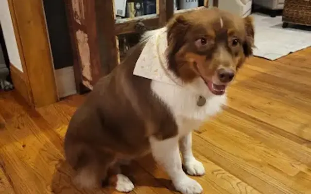 Amy's Grooming Salon - Dahlonega in Dahlonega, GA