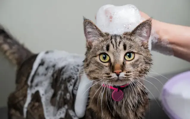ALL4Feline in Cary, IL