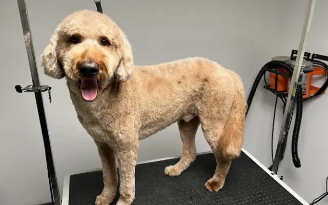 Upstate Pet Grooming in Williamson, NY