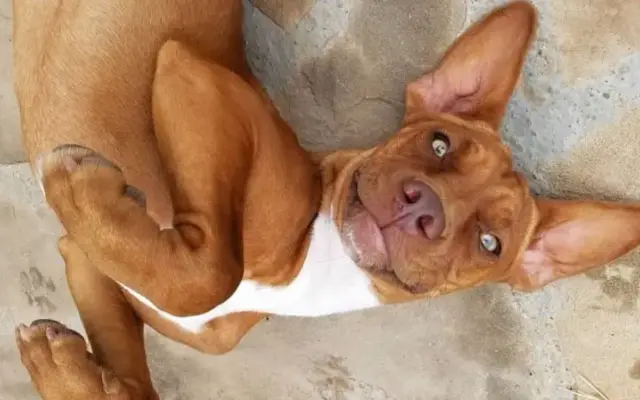 Baze Animal Clinic in Midland, TX