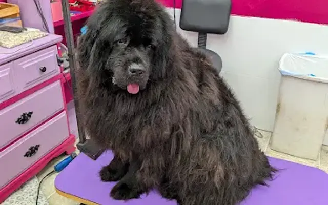 BrenWood Pet Grooming in Stevensville, MT