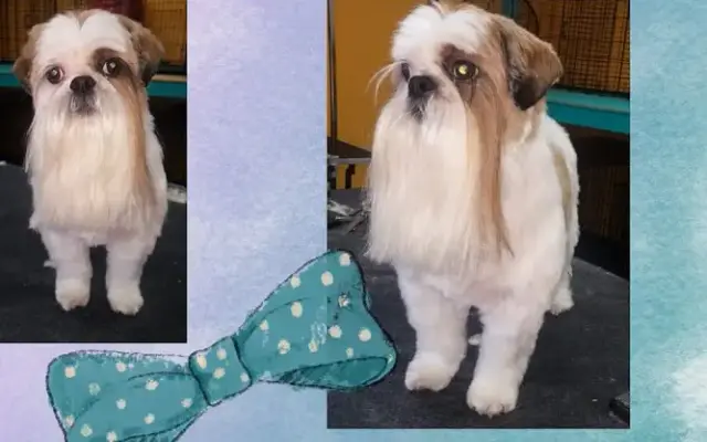 My BFF Grooming in Manor, TX