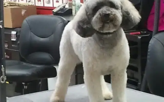 Fern & Fluff Dog Spa in Hendersonville, NC