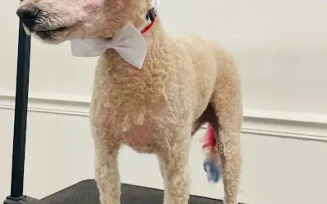 Gold Town Pet Grooming in Oroville, CA