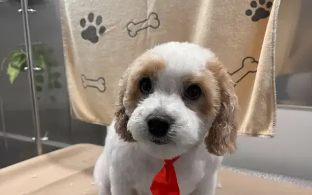 Fast N Furriest Mobile Dog Groomer in Armonk, NY